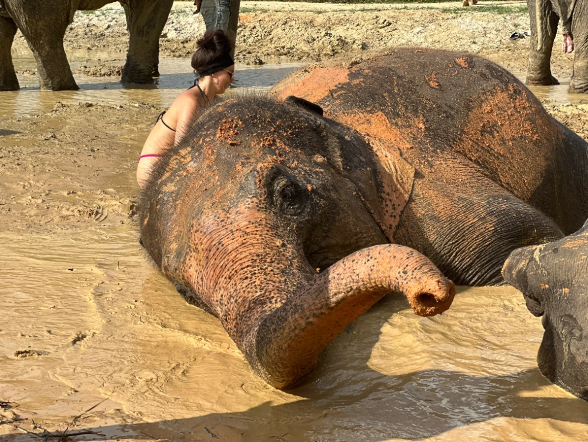 Half-Day Elephant Sanctuary in Krabi - Ethical Wildlife Experience