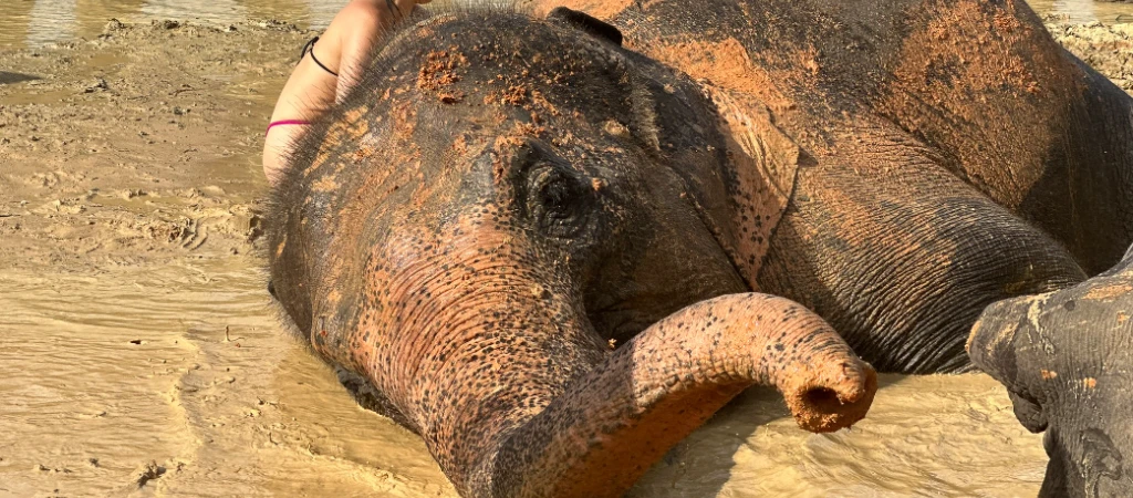 Half-Day Elephant Sanctuary in Krabi - Ethical Wildlife Experience
