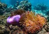 VIP Oxygen Snorkeling Tour gallery image 2