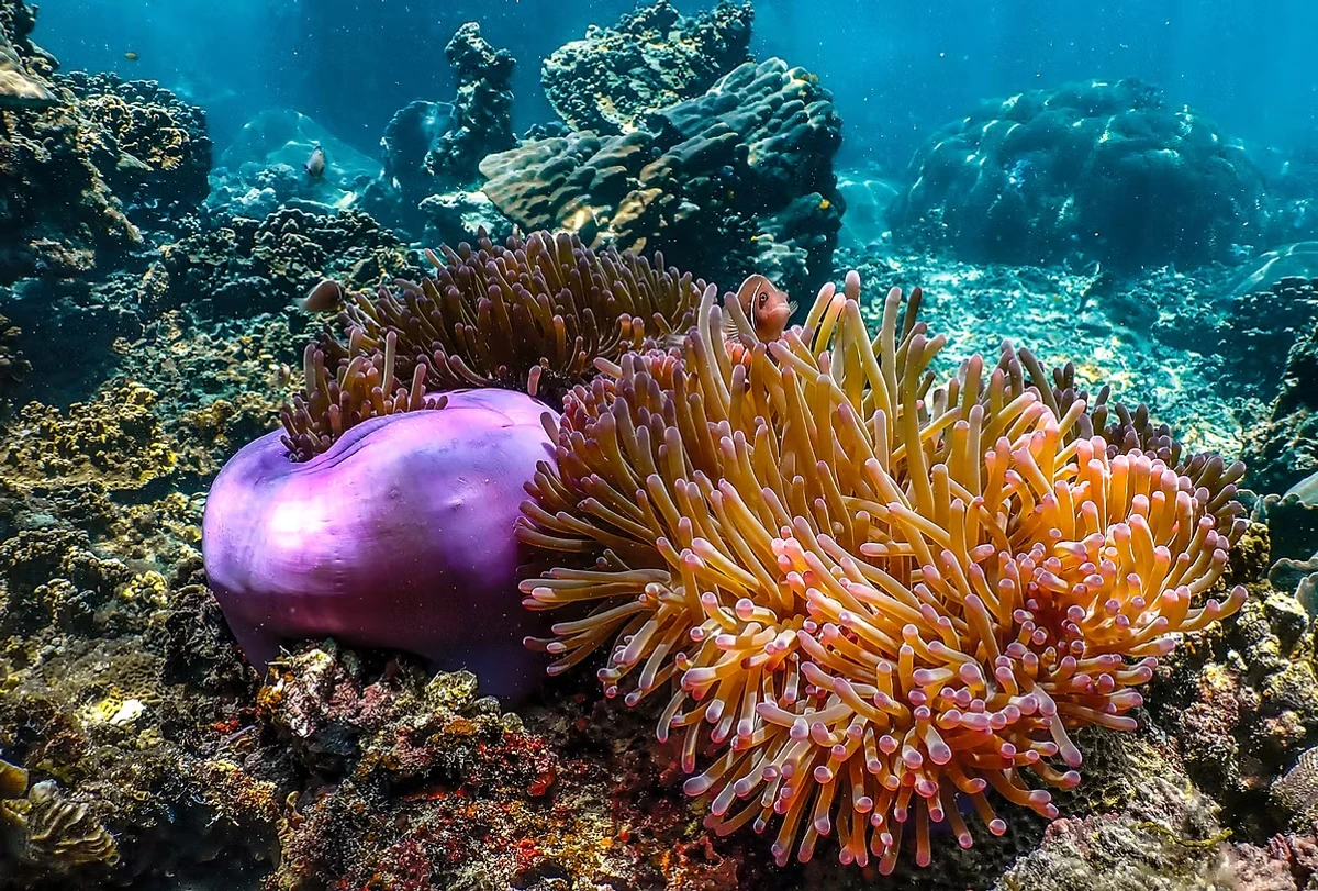 VIP Oxygen Snorkeling Tour