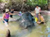 Half-Day Elephant Sanctuary in Krabi - Ethical Wildlife Experience gallery image 5