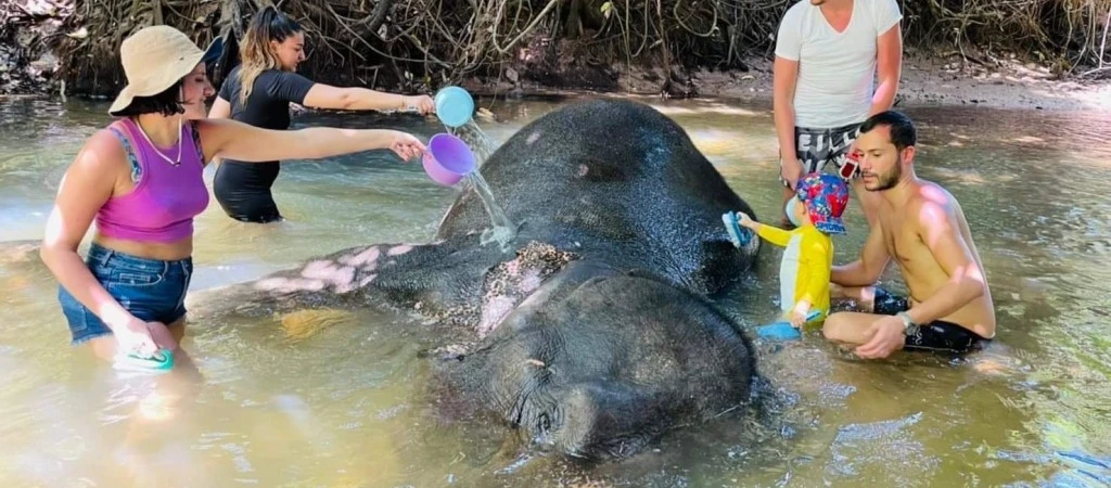Half-Day Elephant Sanctuary in Krabi - Ethical Wildlife Experience