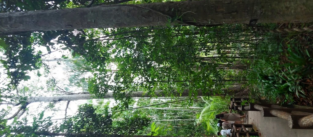 Jungle Tour: Hot Spring, Emerald Pool & Tiger Cave | Full Day Adventure