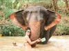 Half-Day Elephant Sanctuary in Krabi - Ethical Wildlife Experience gallery image 8