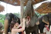 Half-Day Elephant Sanctuary in Krabi - Ethical Wildlife Experience gallery image 6
